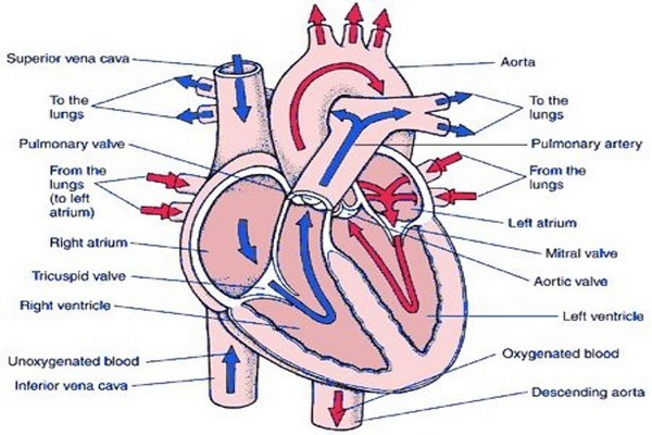 Blood flow through the heart