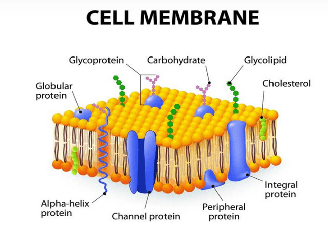 Cell-membrane