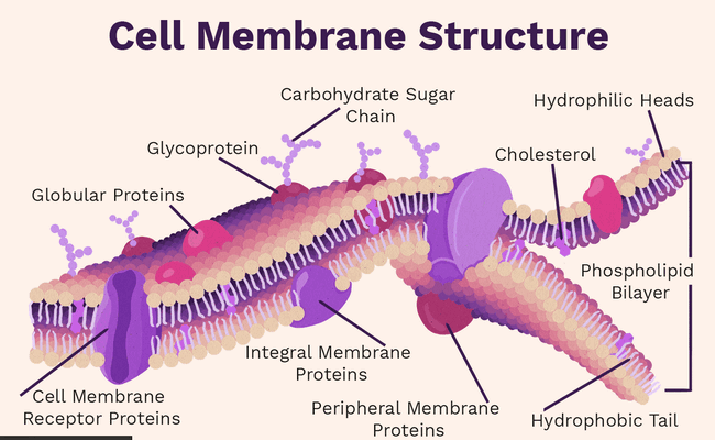 Cell membrane