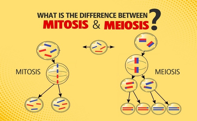 Mitosis and meiosis difference