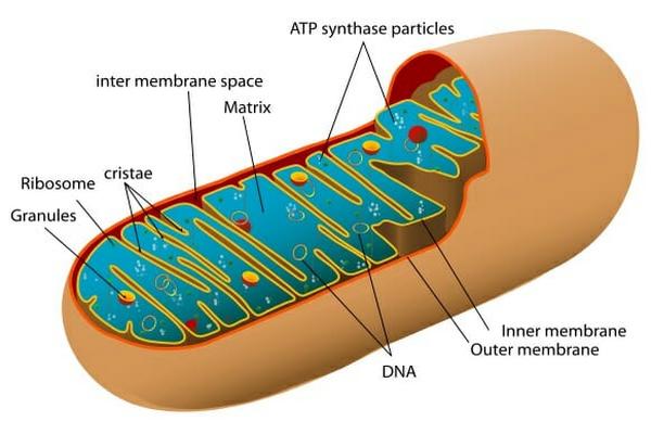 Structure and function of mitochondria with diagram