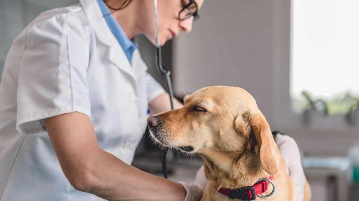 How to treat dog hernia