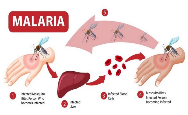 Malaria disease